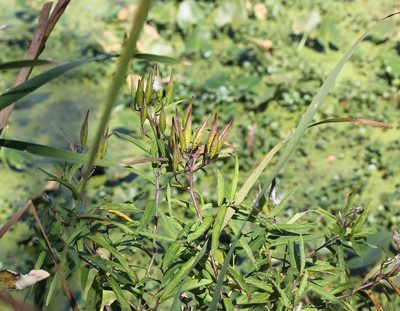 Asclepias incarnata, photographed by Even Dankowicz