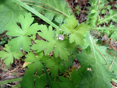 Geranium homeanum, photographed by Peter de Lange
