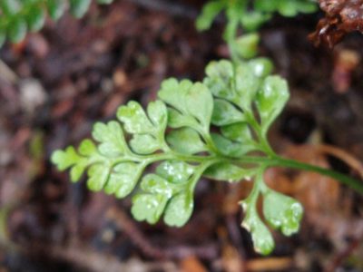 Asplenium dareoides, photographed by Pablo
