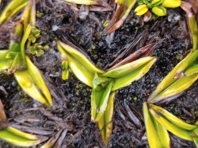 Astelia pumila