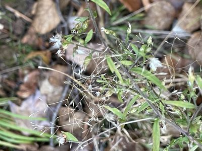 Symphyotrichum lateriflorum, photographed by Cassidy Best