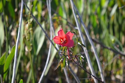 Hibiscus coccineus