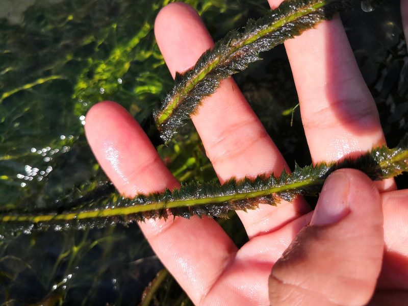 Marathrum plumosum, photographed by Ana Nuño