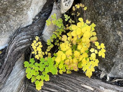Thalictrum fendleri, photographed by lejones417