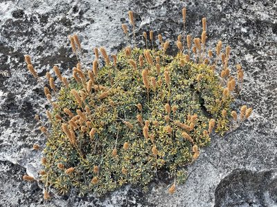 Petrophytum caespitosum, photographed by lejones417