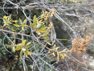 Chamaebatiaria millefolium, photographed by lejones417