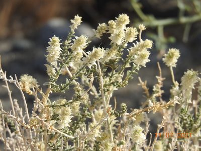 Petalonyx thurberi, photographed by Diana