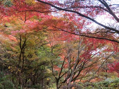 Acer palmatum, photographed by Marco Mussita