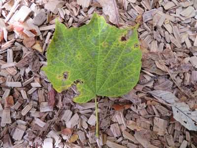 Alangium platanifolium, photographed by Marco Mussita