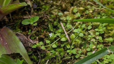 Oldenlandiopsis callitrichoides, photographed by Cheng-Te Hsu