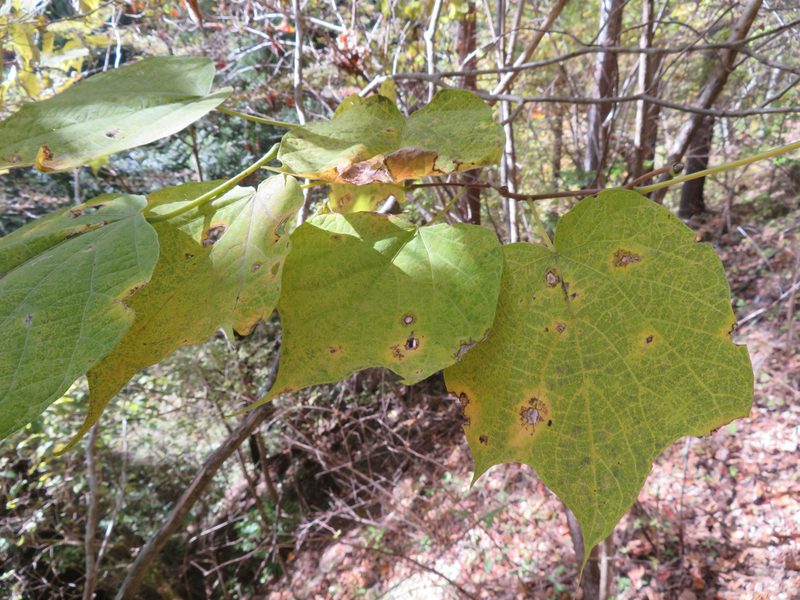 Alangium platanifolium, photographed by Marco Mussita