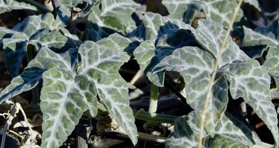 Cucurbita palmata, photographed by Diana