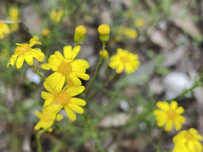 Senecio pinnatifolius, photographed by Dylan Wishart