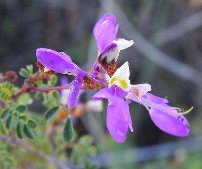 Dalea frutescens