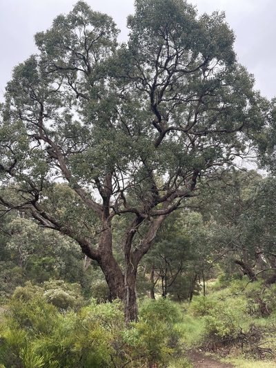 Eucalyptus baueriana, photographed by Dylan Wishart