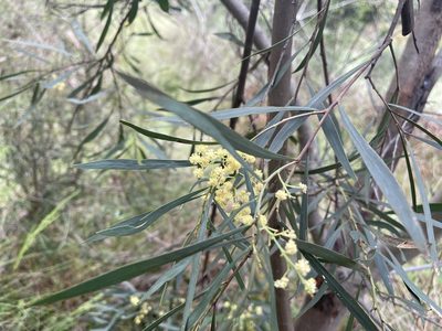 Acacia provincialis, photographed by Dylan Wishart