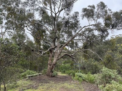 Eucalyptus melliodora, photographed by Dylan Wishart