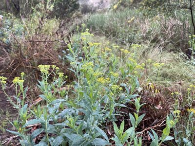 Senecio odoratus, photographed by Dylan Wishart