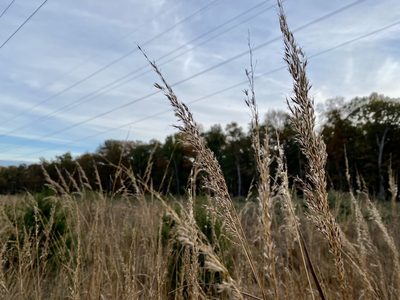 Sorghastrum nutans, photographed by Emily Summerbell