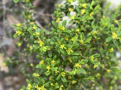 Pimelea hewardiana, photographed by Dylan Wishart