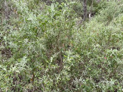 Chenopodium parabolicum, photographed by Dylan Wishart