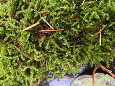 Scleropodium obtusifolium, photographed by Erin Springinotic