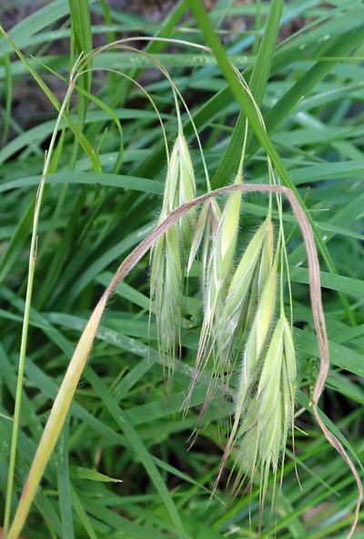 Bromus arenarius, photographed by Peter de Lange