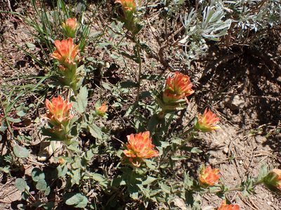 Castilleja applegatei, photographed by John Brew