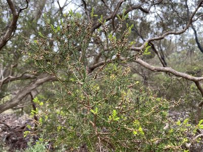 Melaleuca lanceolata, photographed by Dylan Wishart