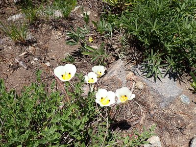Calochortus leichtlinii, photographed by John Brew