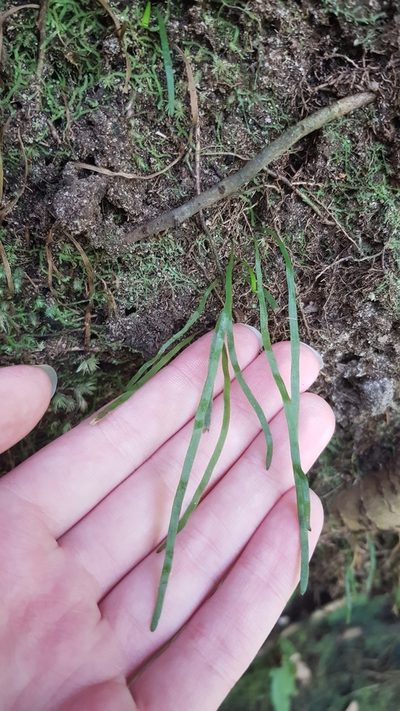 Microschizaea rupestris, photographed by Sofia Zvolanek