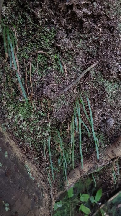 Microschizaea rupestris, photographed by Sofia Zvolanek