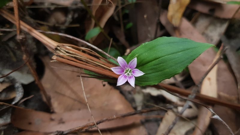 Schelhammera undulata, photographed by Sofia Zvolanek