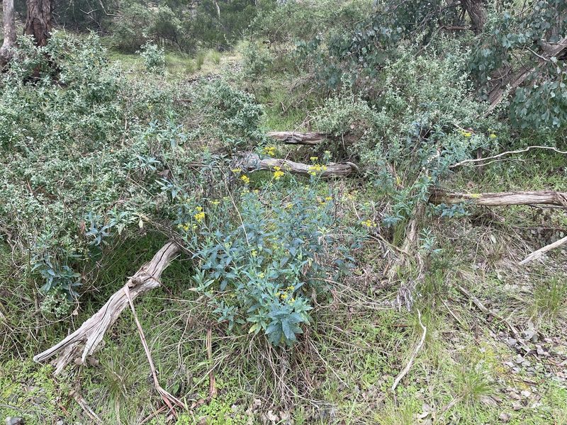 Senecio odoratus, photographed by Dylan Wishart