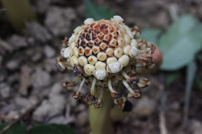 Balanophora harlandii, photographed by Agnes Trekker