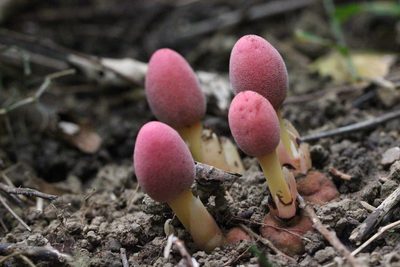 Balanophora harlandii, photographed by Agnes Trekker