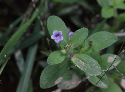 Limnophila chinensis, photographed by Agnes Trekker