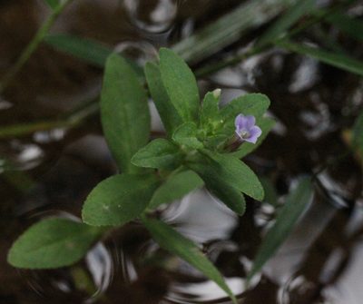 Limnophila chinensis, photographed by Agnes Trekker