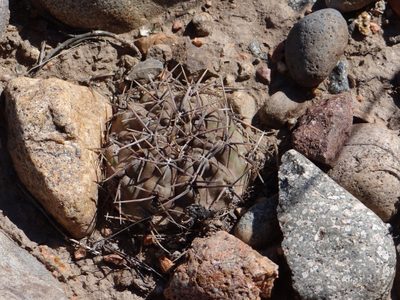Gymnocalycium striglianum, photographed by Guillermo Debandi