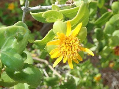 Didelta spinosa, photographed by Peter Warren