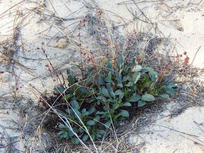 Tuberaria globulariifolia, photographed by Duarte Frade