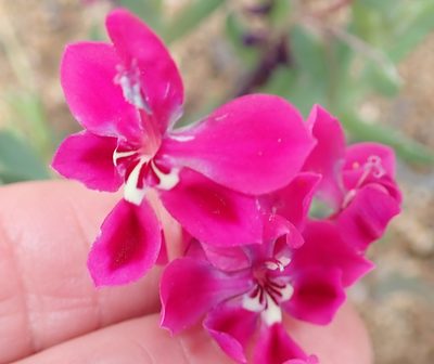 Lapeirousia silenoides, photographed by Peter Warren