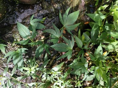 Ipomoea batatas, photographed by Kevin Faccenda