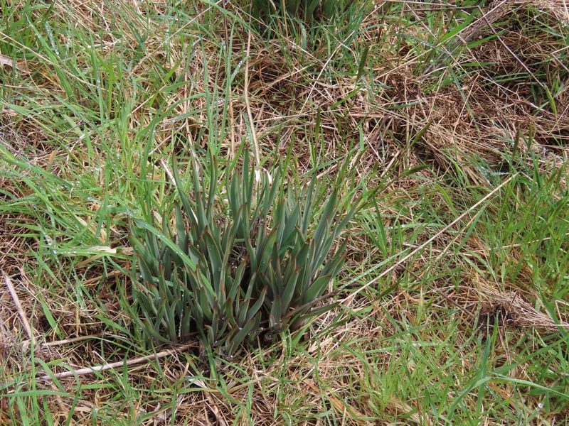 Bulbinella hookeri, photographed by rempson