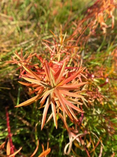 Euphorbia saratoi, photographed by Michael Andresek