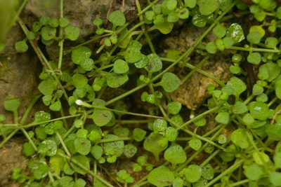Oldenlandiopsis callitrichoides, photographed by Kevin Faccenda