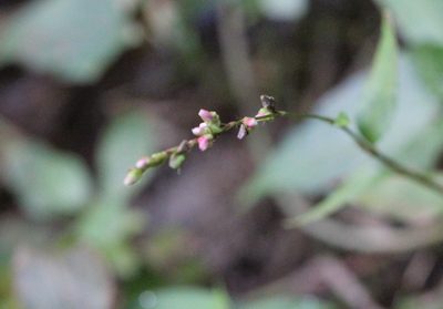 Polygonum pubescens, photographed by Agnes Trekker