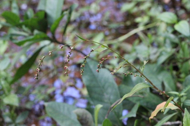 Polygonum pubescens, photographed by Agnes Trekker