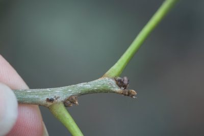 Sapindus oahuensis, photographed by Kevin Faccenda