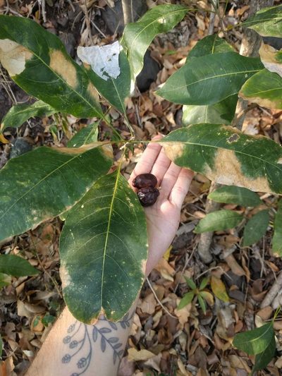Sapindus oahuensis, photographed by Kevin Faccenda